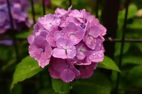 白山神社の自然