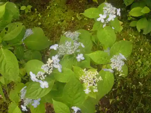 安國論寺（安国論寺）の自然