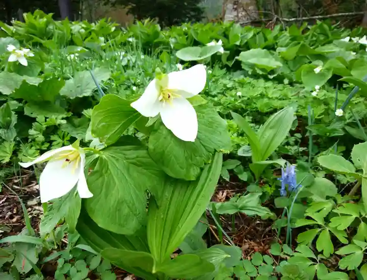 忠類神社の自然