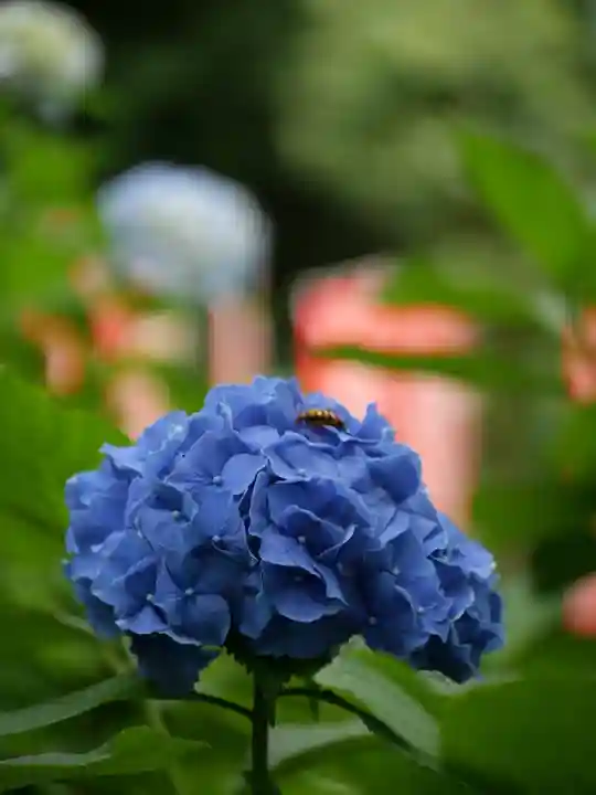 普門寺(切り絵御朱印発祥の寺)の自然