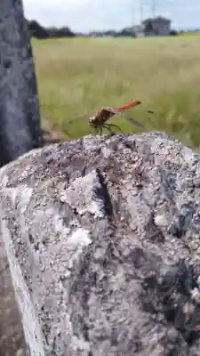 鷲宮神社の動物