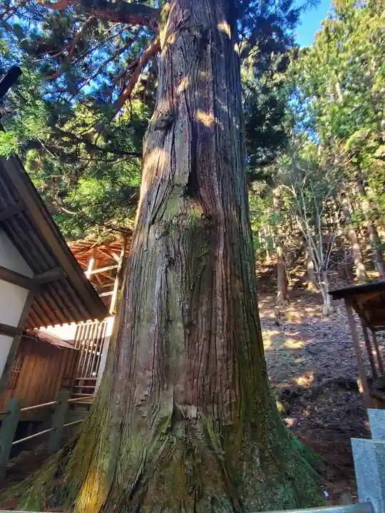 栗生神社の自然