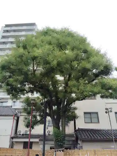 浅草神社の自然