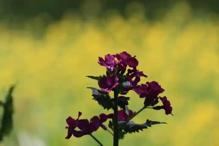長屋神社の自然