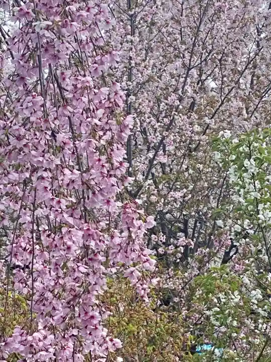 六孫王神社(京都府)