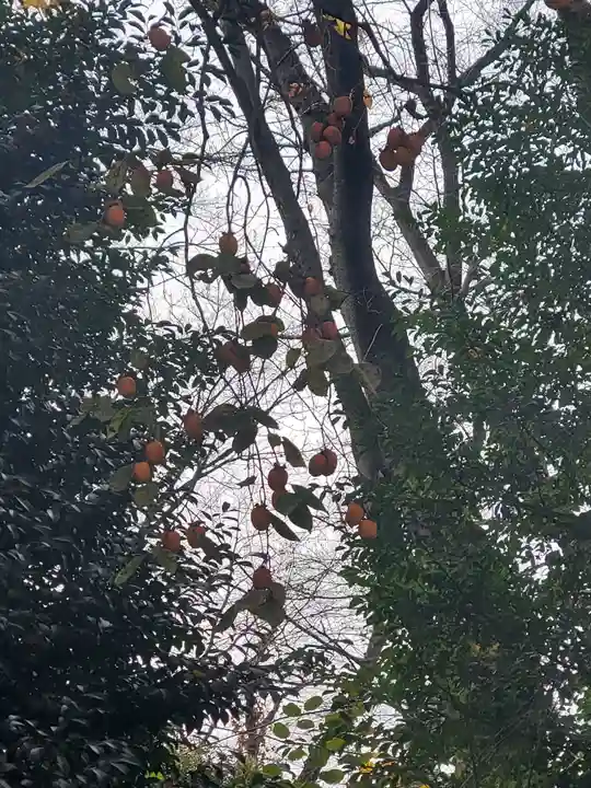 冠稲荷神社の自然