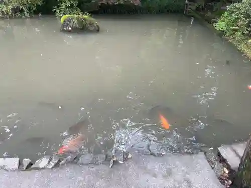 大縣神社の動物