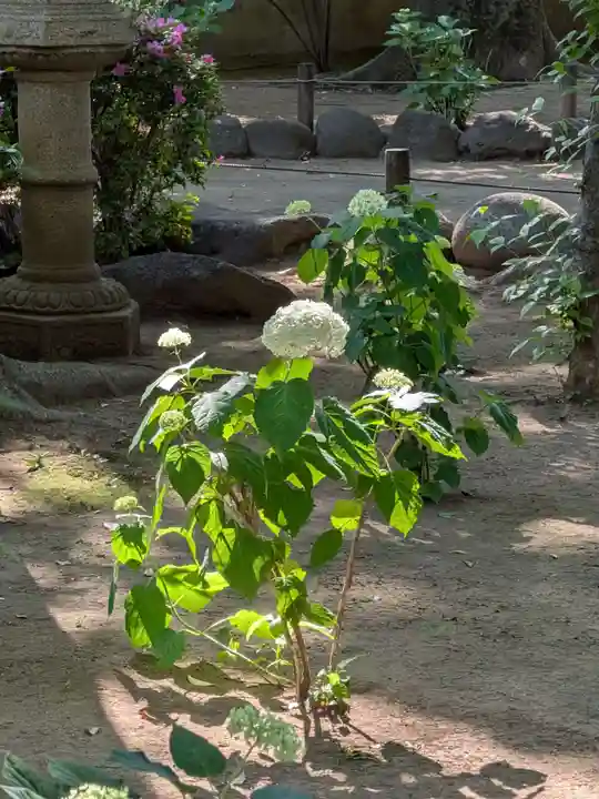 妙法寺(東京都)
