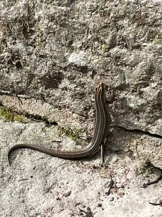 播州清水寺の動物