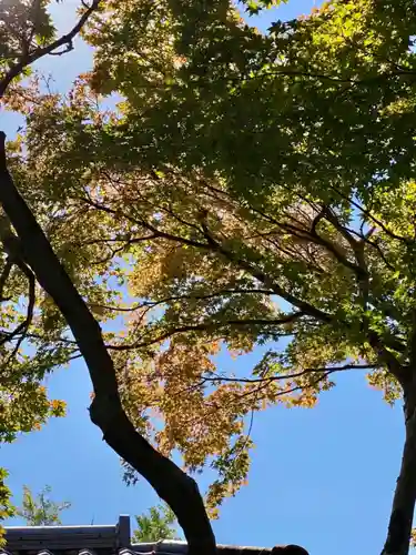 善法律寺の自然