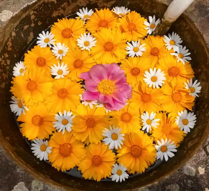 真言宗 善通寺派 薬王寺(香川県)