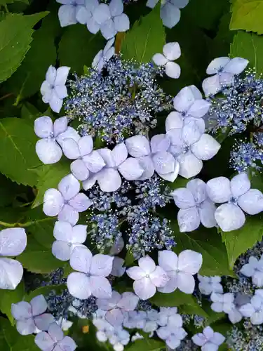 鳩森八幡神社の自然