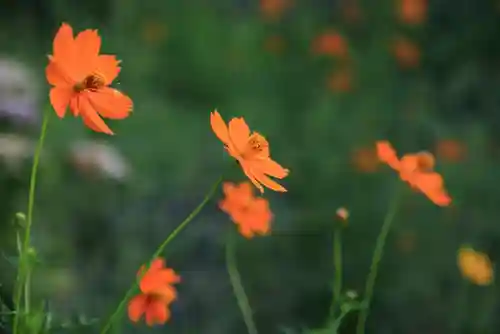 豊景神社の庭園