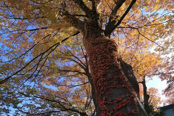 愛宕神社の自然