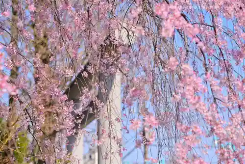 阿佐ヶ谷神明宮(東京都)