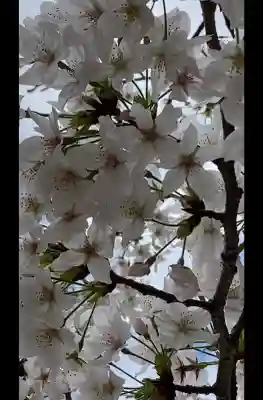 寛永寺(根本中堂)の{uncategorized: "未分類", other: "その他", undefined: "問題あり", building: "その他建物", grave: "お墓", sacred_gate: "鳥居", guardian: "狛犬", statue: "像", buddha: "仏像", history: "歴史", nature: "自然", garden: "庭園", animal: "動物", pagoda: "塔", temizu: "手水舎", mountain_gate: "山門・神門", sanctuary: "本殿・本堂", subordinate: "末社・摂社", art: "芸術", scenery: "景色", jizo: "地蔵", ema: "絵馬", goshuin: "御朱印", omikuji: "おみくじ", items: "授与品その他", amulet: "お守り", goshuincho: "御朱印帳", eats: "食事", festival: "お祭り", votive_dance: "神楽", shichigosan: "七五三参", wedding: "結婚式", experience: "体験その他", initially: "初詣", around: "周辺", anti_infection: "感染症対策"}