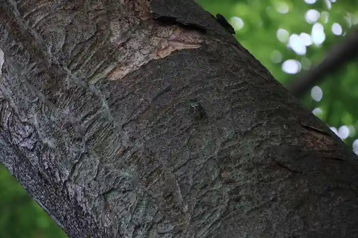 愛宕神社の自然
