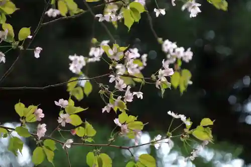 磐椅神社の自然