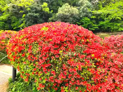 明治神宮(東京都)