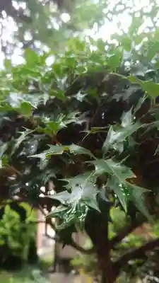 伊久波神社（下三宅）の自然