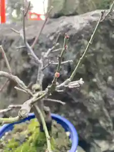 總社 和田八幡宮の自然(2022年01月30日(日) 17時36分18秒投稿)