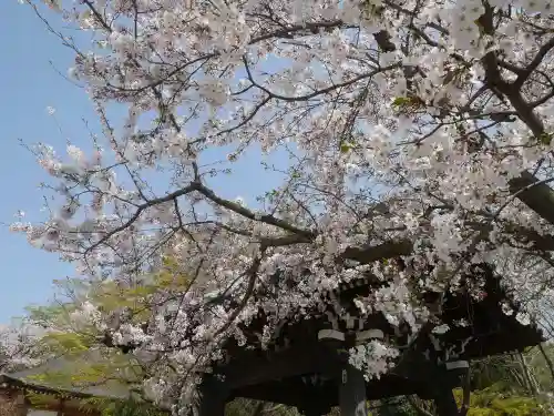 時宗総本山 遊行寺（正式：清浄光寺）の自然
