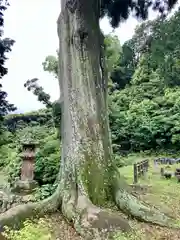 普門寺(切り絵御朱印発祥の寺)の自然