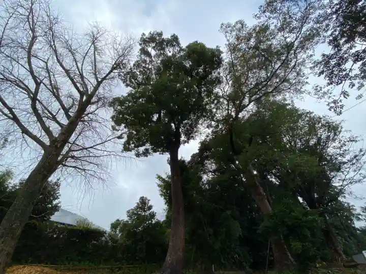 熊野神社の自然