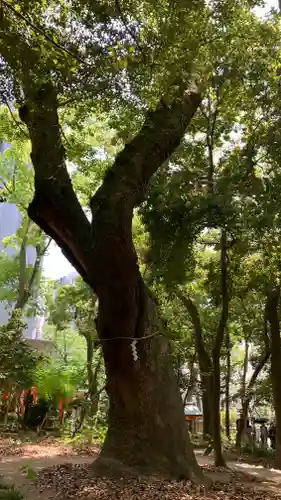 生田神社(兵庫県)