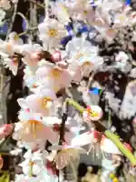 成願寺(東京都)