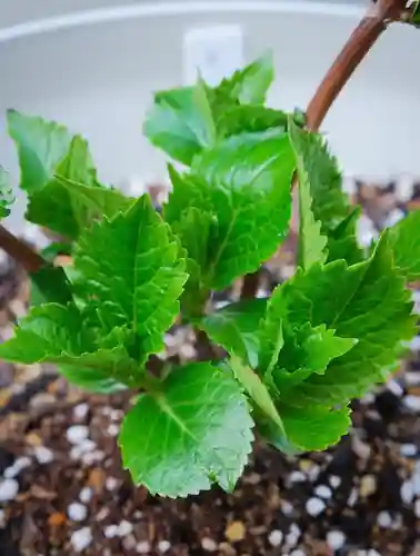 十日恵比須神社の御朱印