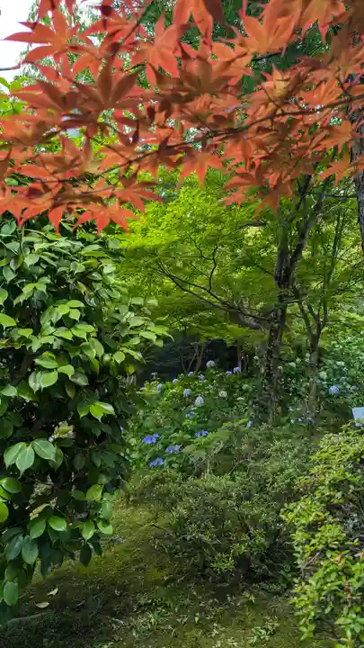 正法寺(京都府)