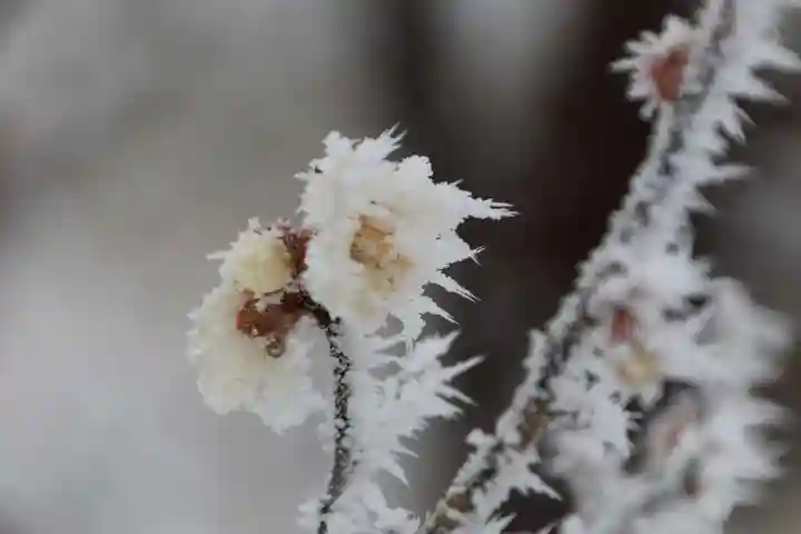 宮下天満宮の自然