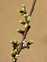 蚊里田八幡宮(長野県)