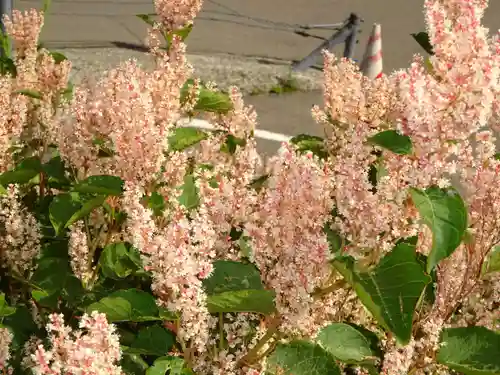 冨士山小御嶽神社の自然