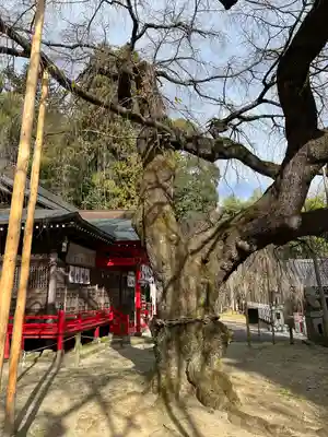 小川諏訪神社の自然