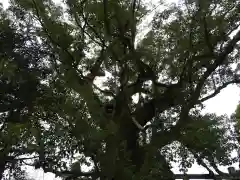 蒲生八幡神社の自然