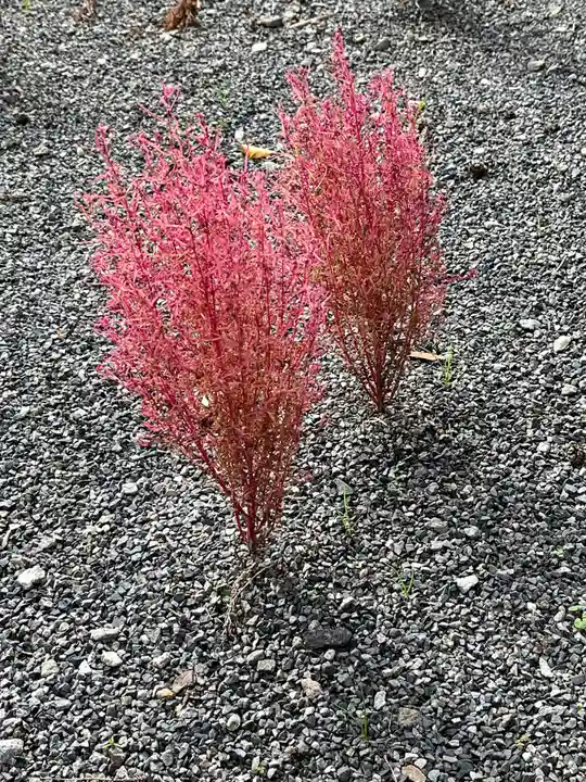高司神社〜むすびの神の鎮まる社〜の自然