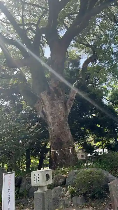 岐阜護國神社の{uncategorized: "未分類", other: "その他", undefined: "問題あり", building: "その他建物", grave: "お墓", sacred_gate: "鳥居", guardian: "狛犬", statue: "像", buddha: "仏像", history: "歴史", nature: "自然", garden: "庭園", animal: "動物", pagoda: "塔", temizu: "手水舎", mountain_gate: "山門・神門", sanctuary: "本殿・本堂", subordinate: "末社・摂社", art: "芸術", scenery: "景色", jizo: "地蔵", ema: "絵馬", goshuin: "御朱印", omikuji: "おみくじ", items: "授与品その他", amulet: "お守り", goshuincho: "御朱印帳", eats: "食事", festival: "お祭り", votive_dance: "神楽", shichigosan: "七五三参", wedding: "結婚式", experience: "体験その他", initially: "初詣", around: "周辺", anti_infection: "感染症対策"}