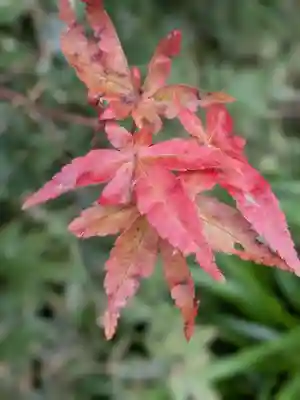 成子天神社(東京都)