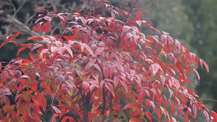 鹿苑寺(金閣寺)の自然