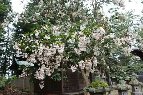 田村神社の自然