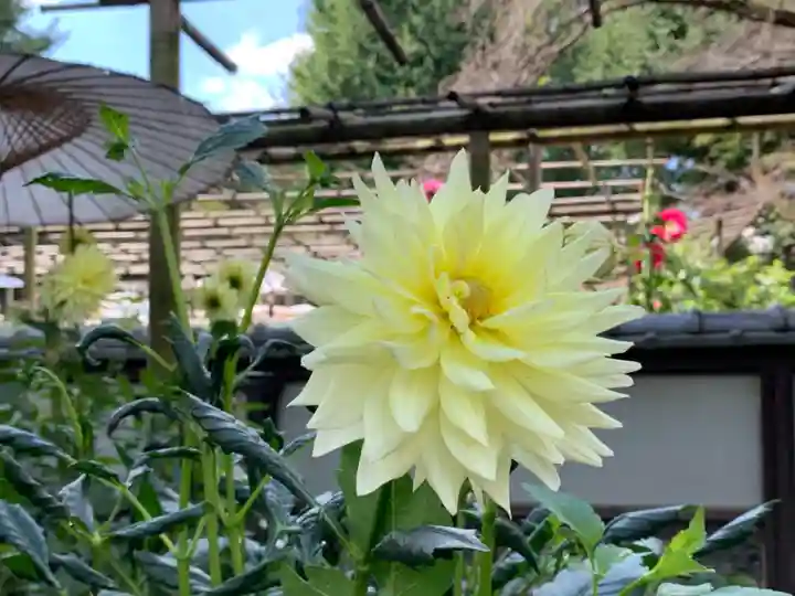 上野東照宮の自然