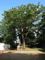 松尾神社(神奈川県)