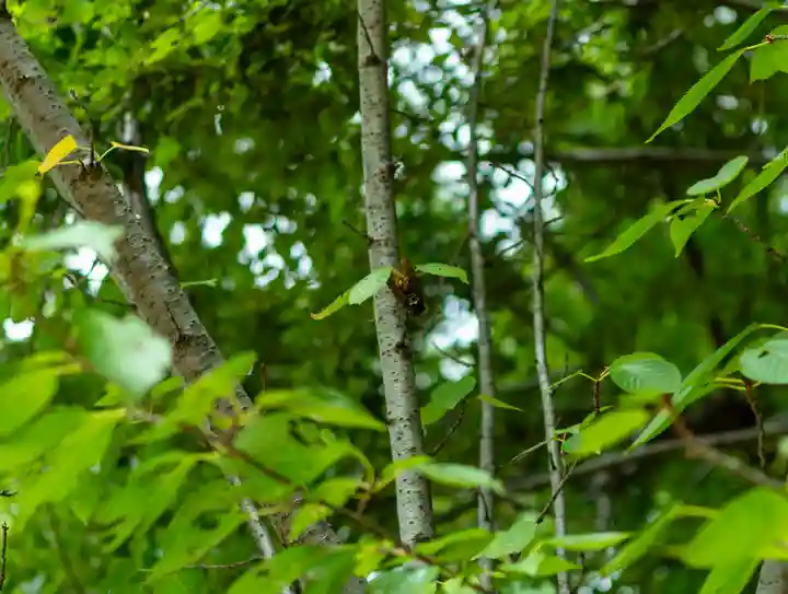 小垣江神明神社(愛知県)