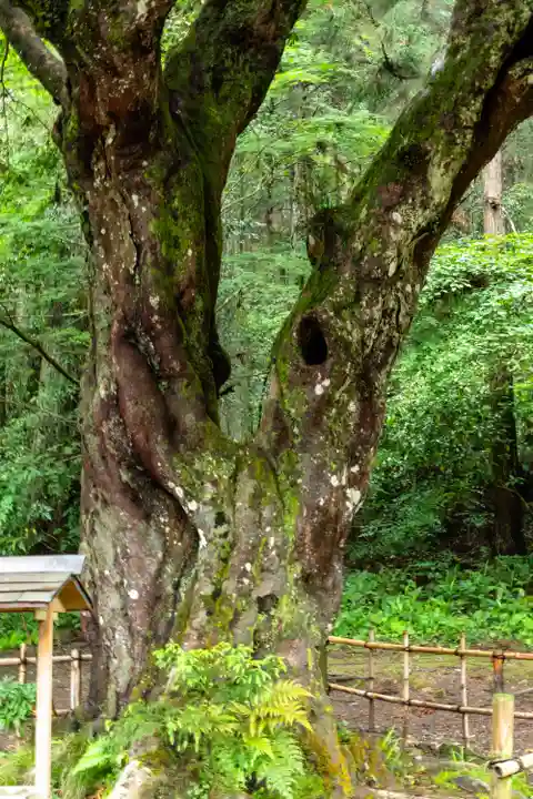 小國神社(静岡県)
