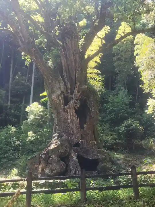 武雄神社の{uncategorized: "未分類", other: "その他", undefined: "問題あり", building: "その他建物", grave: "お墓", sacred_gate: "鳥居", guardian: "狛犬", statue: "像", buddha: "仏像", history: "歴史", nature: "自然", garden: "庭園", animal: "動物", pagoda: "塔", temizu: "手水舎", mountain_gate: "山門・神門", sanctuary: "本殿・本堂", subordinate: "末社・摂社", art: "芸術", scenery: "景色", jizo: "地蔵", ema: "絵馬", goshuin: "御朱印", omikuji: "おみくじ", items: "授与品その他", amulet: "お守り", goshuincho: "御朱印帳", eats: "食事", festival: "お祭り", votive_dance: "神楽", shichigosan: "七五三参", wedding: "結婚式", experience: "体験その他", initially: "初詣", around: "周辺", anti_infection: "感染症対策"}