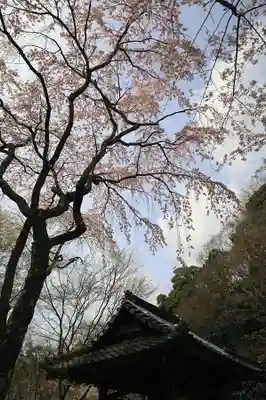 勝持寺（花の寺）(京都府)