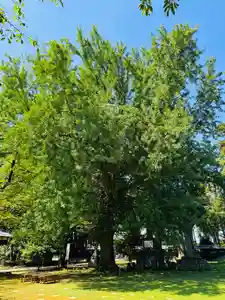 守りの神 藤基神社の庭園(2025年08月16日(土) 11時27分03秒投稿)