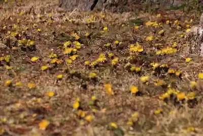 三坂稲荷神社の自然